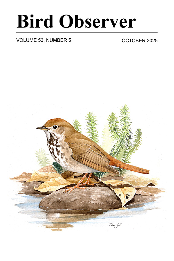 Hermit Thrush by John Sill